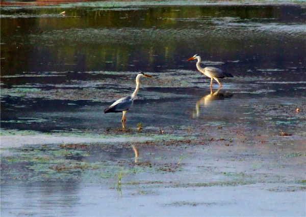 ���磨�ƺ�ƽ��